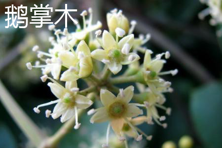 鹅掌木 鹅掌木