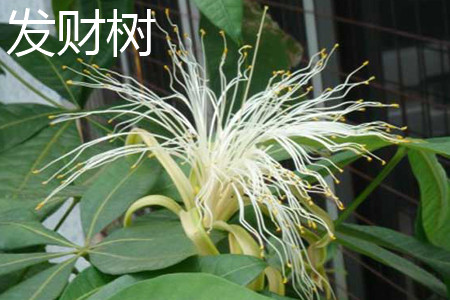 发财树 发财树