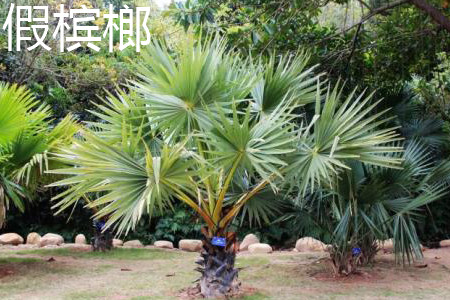 假槟榔 假槟榔