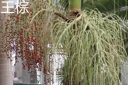 王棕花.jpg 王棕花.jpg