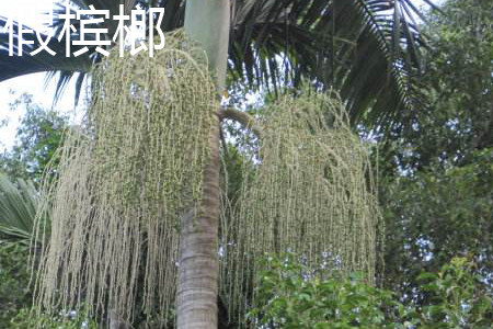假槟榔花.jpg 假槟榔花.jpg
