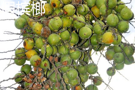 假槟榔.jpg 假槟榔.jpg