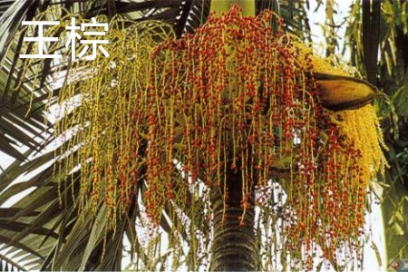 王棕 王棕