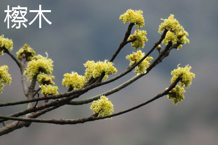 檫木 檫木