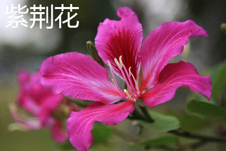 紫荆花 紫荆花