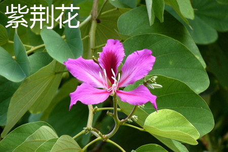 紫荆花 紫荆花