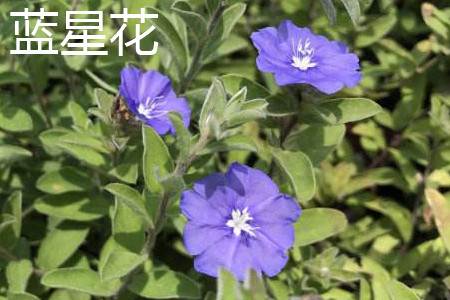 蓝星花 蓝星花