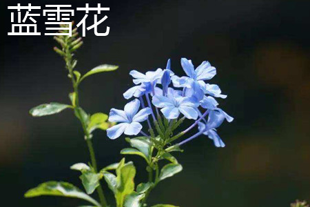 蓝雪花 蓝雪花