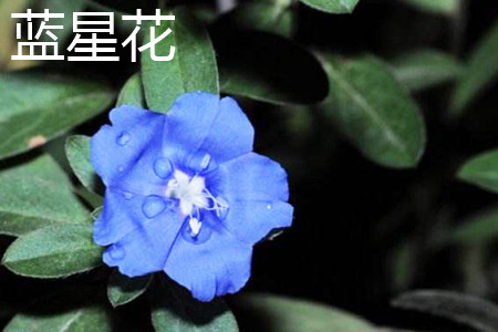 蓝星花 蓝星花