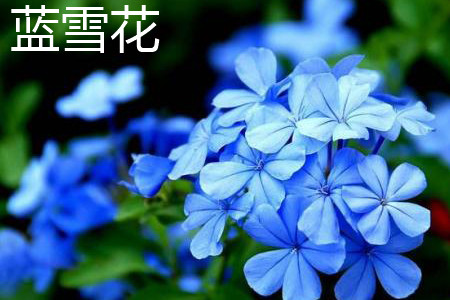 蓝雪花 蓝雪花