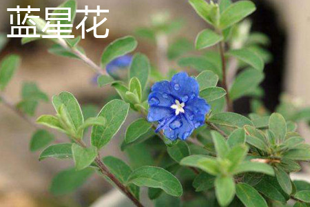 蓝星花 蓝星花