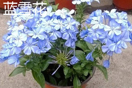 蓝雪花 蓝雪花