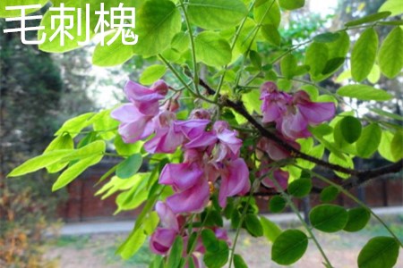 毛刺槐 毛刺槐