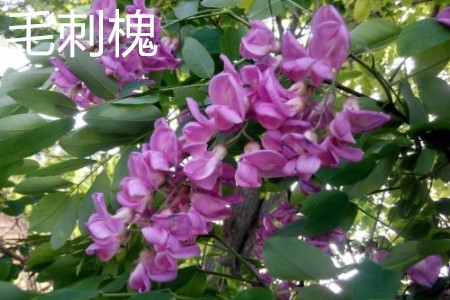 毛刺槐 毛刺槐