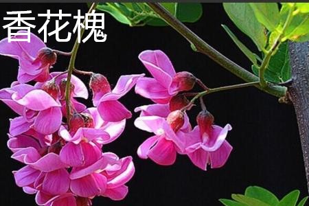 香花槐 香花槐