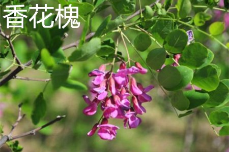香花槐 香花槐