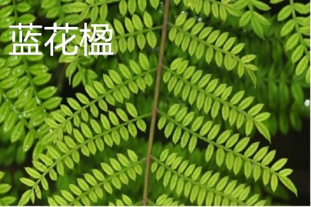 蓝花楹 蓝花楹