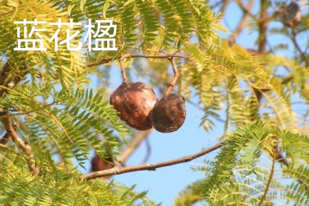 蓝花楹 蓝花楹