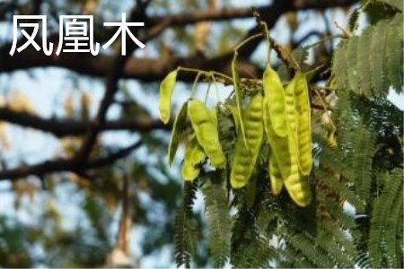 凤凰木 凤凰木