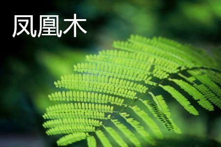 凤凰木 凤凰木