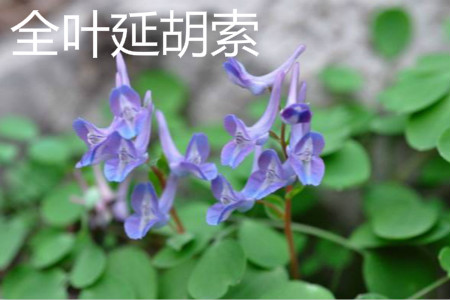 全叶延胡索 全叶延胡索