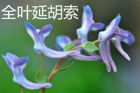 全叶延胡索 全叶延胡索