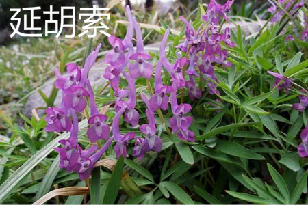 延胡索 延胡索