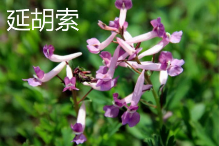 延胡索 延胡索