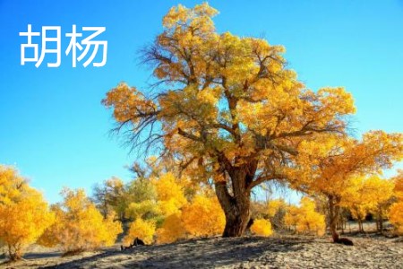 胡杨 胡杨