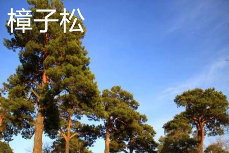 樟子松 樟子松