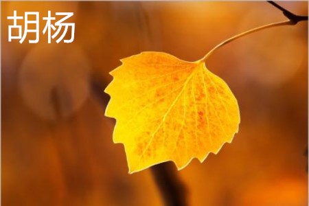 胡杨 胡杨