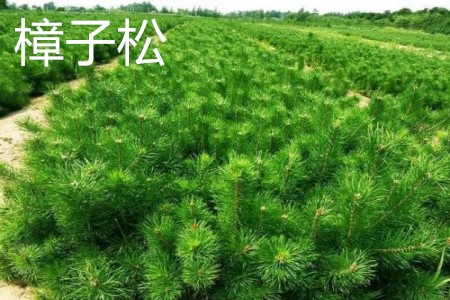 樟子松 樟子松