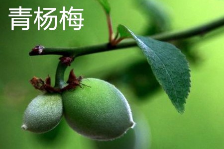 青杨梅 青杨梅