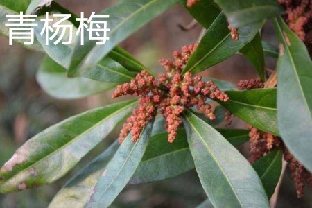 青杨梅 青杨梅