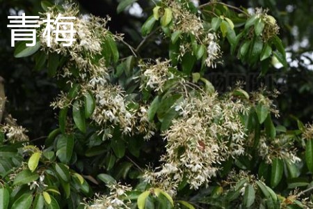 青梅,花.jpg 青梅,花.jpg