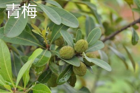 青梅 青梅
