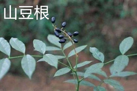 山豆根叶子.jpg 山豆根叶子.jpg