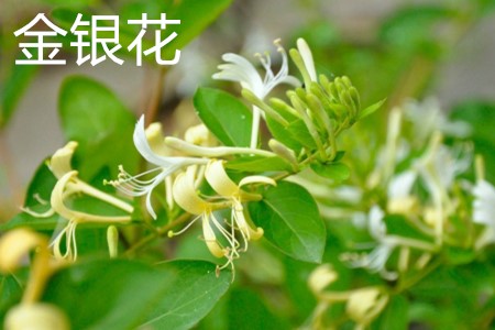 金银花叶.jpg 金银花叶.jpg