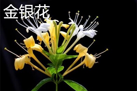 金银花花.jpg 金银花花.jpg