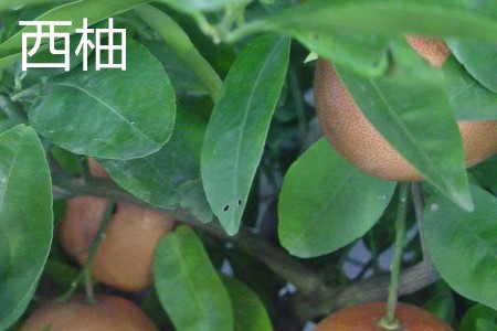 西柚叶子.jpg 西柚叶子.jpg