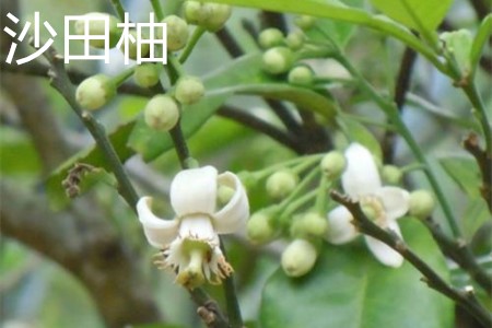 沙田柚,花.jpg 沙田柚,花.jpg