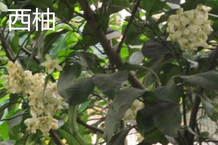 西柚。花.jpg 西柚。花.jpg