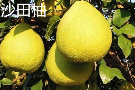 沙田柚,果实.jpg 沙田柚,果实.jpg