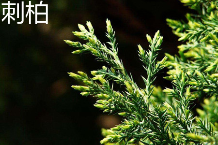 刺柏叶子 刺柏叶子