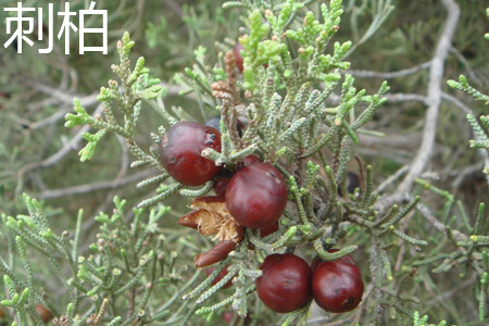 刺柏果实 刺柏果实