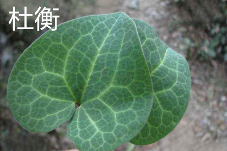 杜衡叶子 杜衡叶子