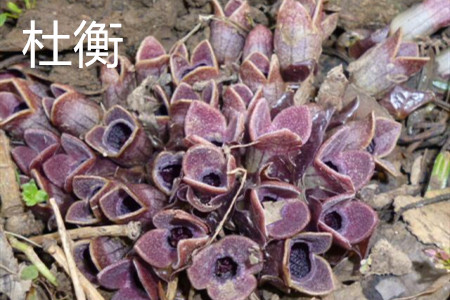 杜衡的花 杜衡的花