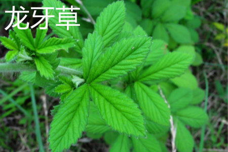 龙牙草叶片 龙牙草叶片