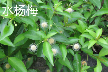 水杨梅叶子 水杨梅叶子