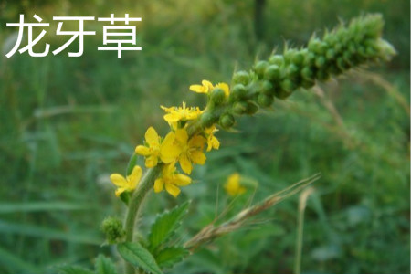 龙牙草花 龙牙草花